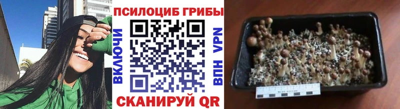 OMG сайт  где найти наркотики  Советский  Галлюциногенные грибы прущие грибы 